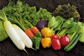 カット野菜の種類